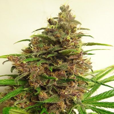 (Bild für) Malawi x PCK Feminised Seeds