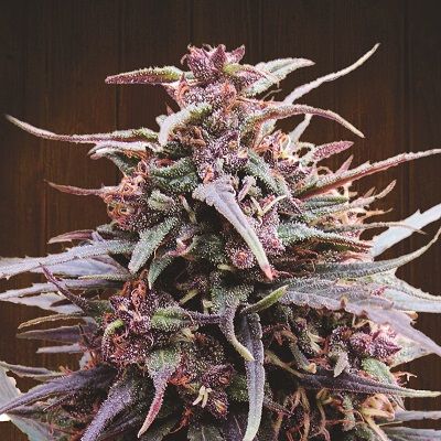 (Bild für) Purple Haze x Malawi Feminised Seeds