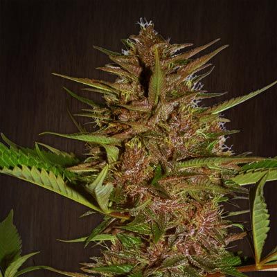 (Bild für) Pakistan Chitral Kush Regular Seeds