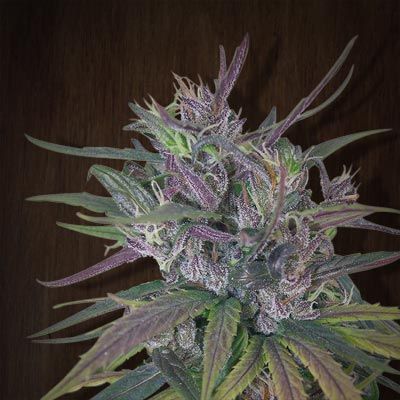 (Bild für) Oldtimer's Haze Regular Seeds