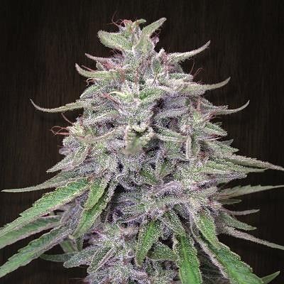 (Bild für) Bangi Haze Regular Seeds