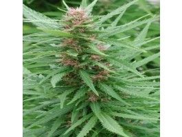 (Bild für) Ace Mix Feminised Seeds