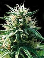 (Bild für) Sweety Auto Feminised Seeds