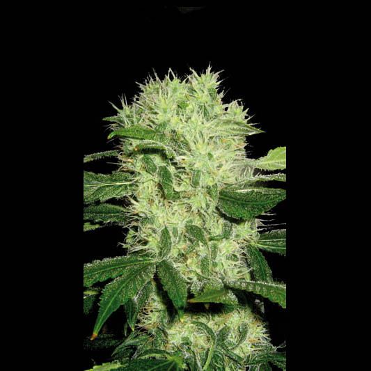 (Bild für) Dama Blanca Feminised Seeds