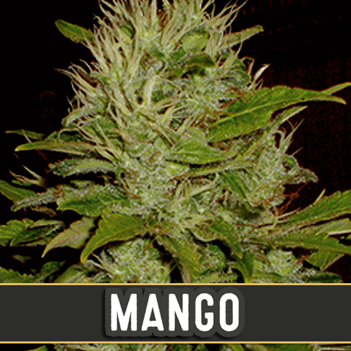 (Bild für) Mango Feminised Seeds