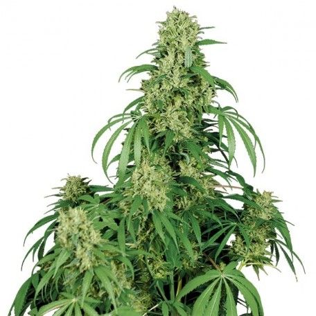 (Bild für) Calamity Jane Auto Feminised Seeds