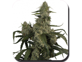 (Bild für) Quasar Auto Feminised Seeds