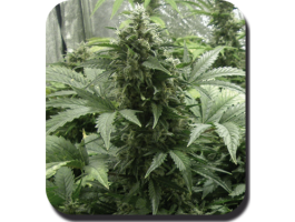 (Bild für) White Dwarf Auto Feminised Seeds