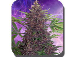 (Bild für) Purple Kush Auto Feminised Seeds