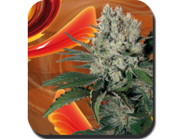 (Bild für) Syrup Auto Feminised Seeds