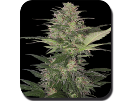 (Bild für) Red Dwarf Auto Feminised Seeds