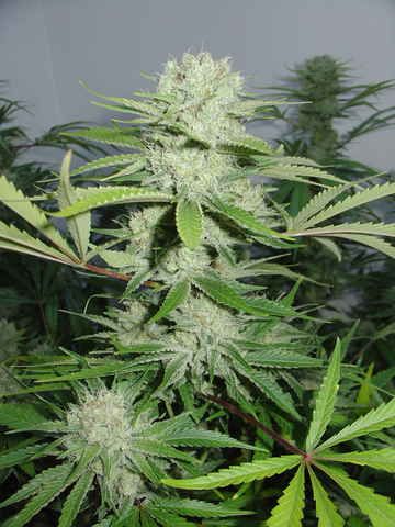 (Bild für) Cannalope Haze Feminised Seeds