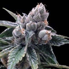 (Bild für) White Walker Kush Feminised Seeds