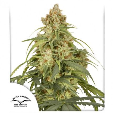 (Bild für) CBD-Victory Auto Feminised Seeds