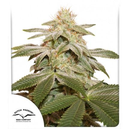 (Bild für) Sugar Bomb Punch Feminised Seeds