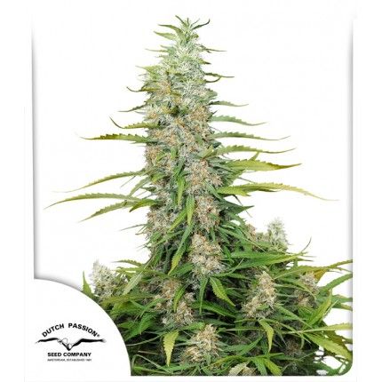 (Bild für) C-Vibez Feminised Seeds