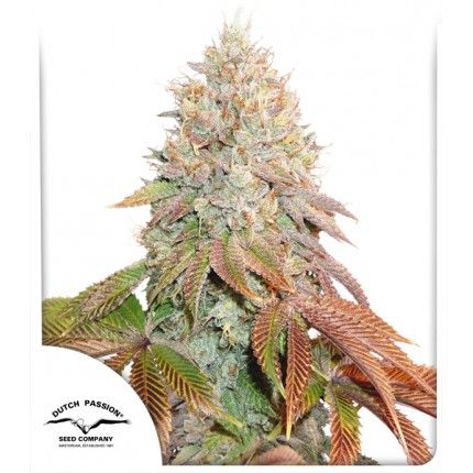 (Bild für) Banana Blaze Auto Feminised Seeds