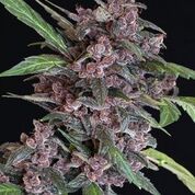 (Bild für) Black Lemon Auto Feminised Seeds