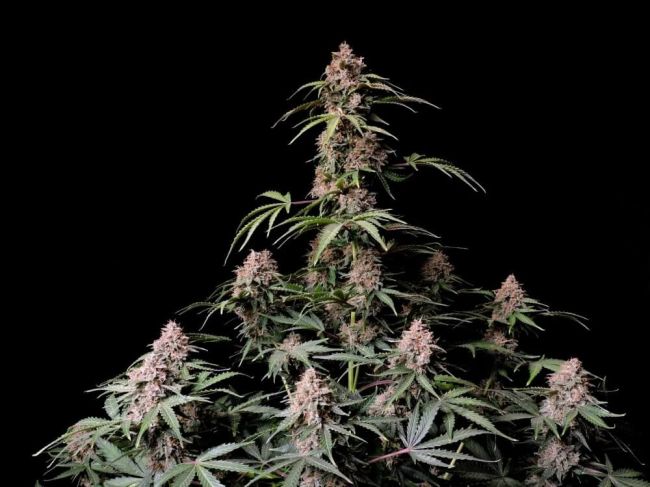 (Bild für) Amnesia Zkittlez Auto Feminised Seeds