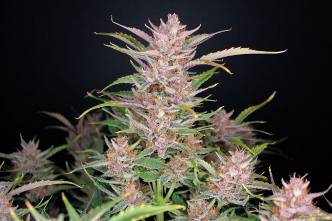 (Bild für) Gorilla Punch Auto Feminised Seeds