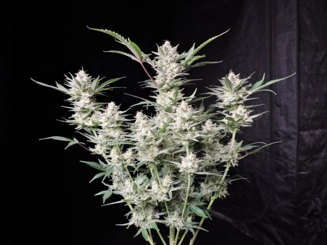 (Bild für) Strawberry Gorilla Auto Feminised Seeds