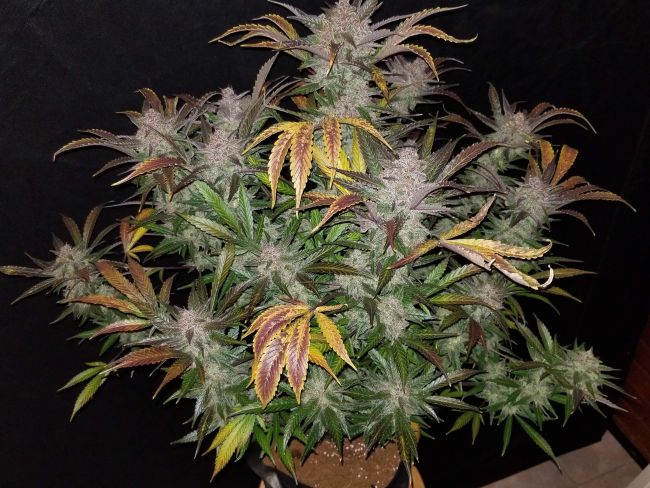 (Bild für) Cream Cookies Auto Feminised Seeds