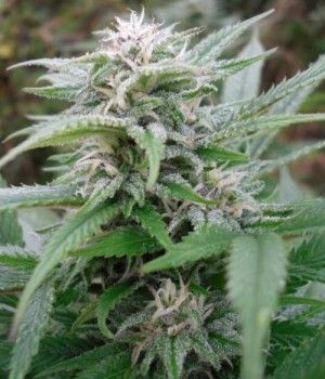 (Bild für) Easy Sativa Feminised Seeds