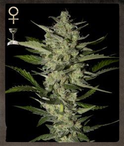 (Bild für) Flowerbomb Kush Feminised Seeds