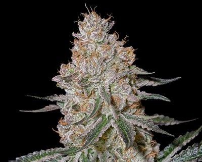 (Bild für) HighCloudZ Feminised Seeds