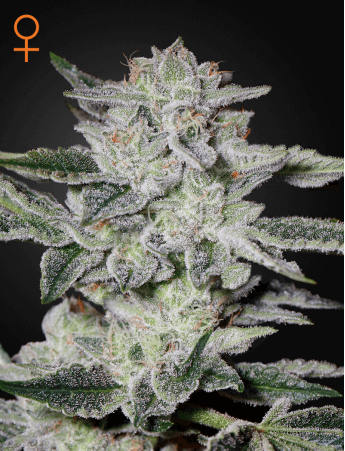 (Bild für) Sweet Valley Kush Feminised Seeds