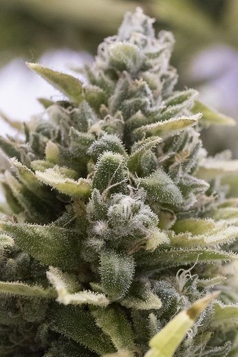 (Bild für) OG Kush Auto Feminised Seeds