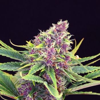 (Bild für) Purple Kush Feminised Seeds