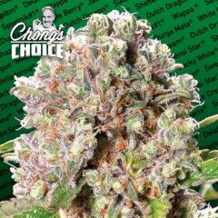 (Bild für) Mendocino Skunk Feminised Seeds