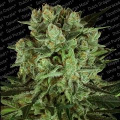 (Bild für) Durga Mata 2 CBD Feminised Seeds