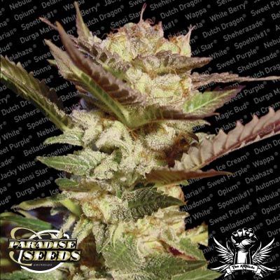 (Bild für) Durga Mata Feminised Seeds