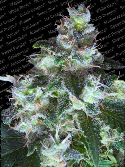 (Bild für) Original White Widow (IBL) Feminised Seeds