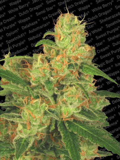 (Bild für) Acid Auto Feminised Seeds