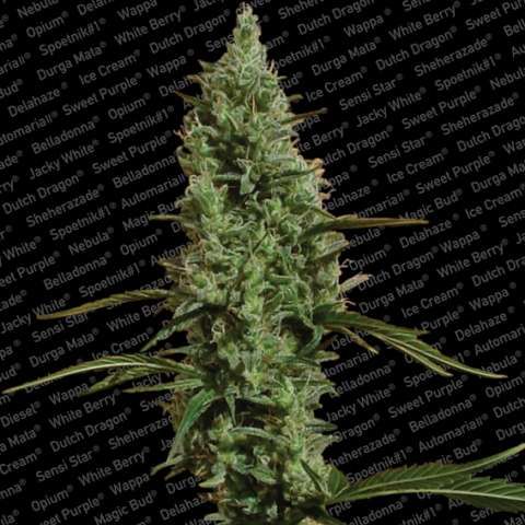 (Bild für) Atomical Haze Feminised Seeds