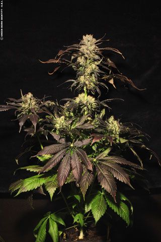 (Bild für) White Berry Feminised Seeds