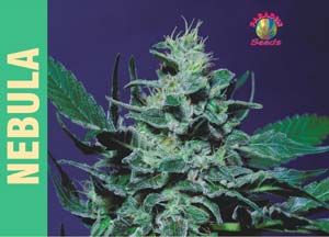 (Bild für) Nebula Feminised Seeds