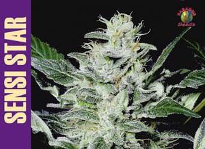 (Bild für) Sensi Star Feminised Seeds