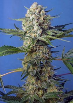 (Bild für) Crystal Candy F1 Fast Feminised Seeds