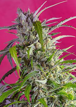 (Bild für) Crystal Candy Auto Feminised Seeds