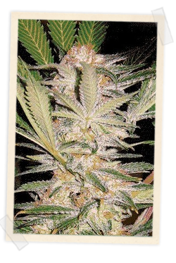 (Bild für) S.A.D. F1 Fast Feminised Seeds