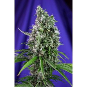 (Bild für) Sweet Trainwreck Auto Feminised Seeds