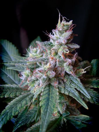 (Bild für) Cream Caramel F1 Fast Feminised Seeds