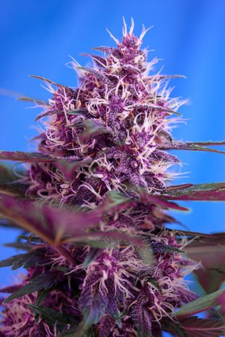 (Bild für) Red Poison Auto Feminised Seeds