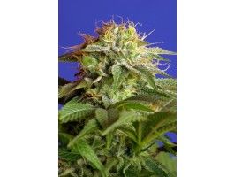 (Bild für) Green Poison F1 Fast Feminised Seeds