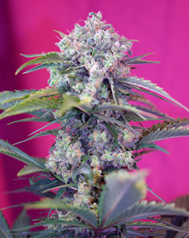 (Bild für) Cream Mandarine Auto Feminised Seeds