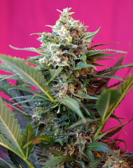 (Bild für) Big Devil XL Auto Feminised Seeds